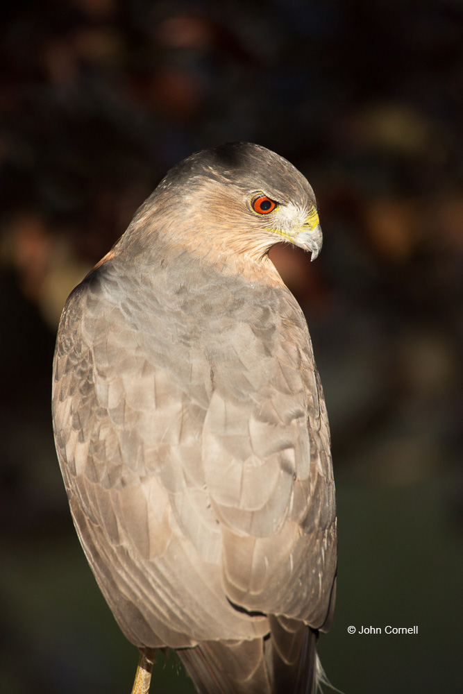 Accipiter cooperii;Birds of Prey;Cooper's Hawk;Coopers Hawk;Hawk;juvenile;predator;raptor